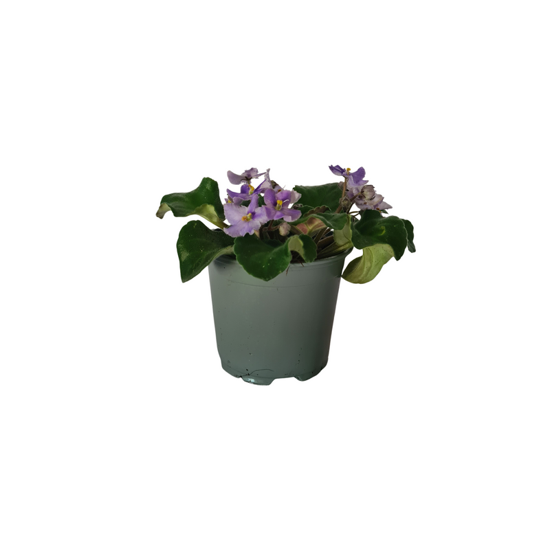 African Violet 120mm