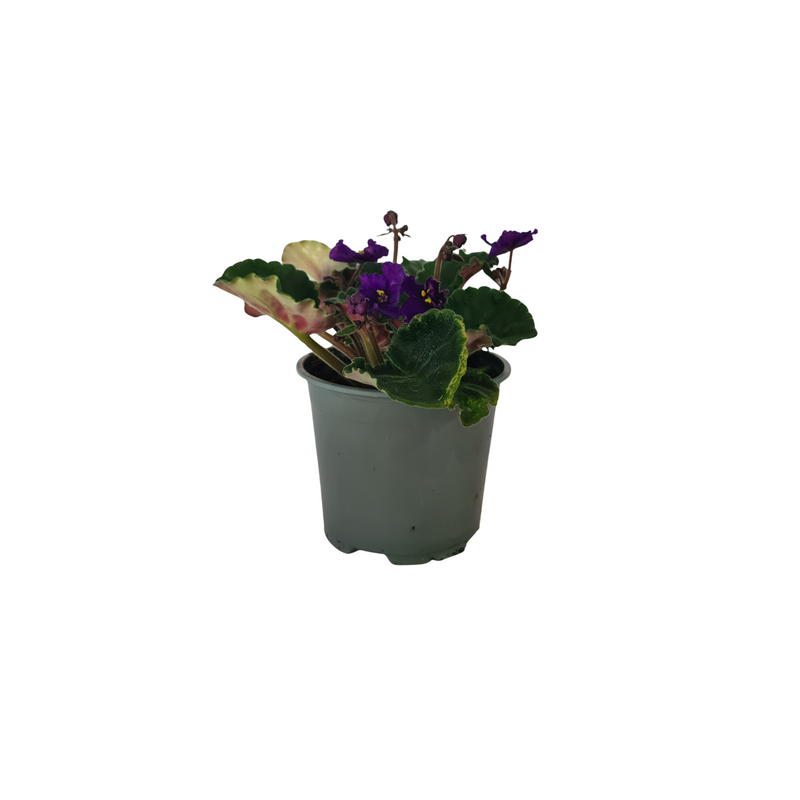 African Violet 120mm