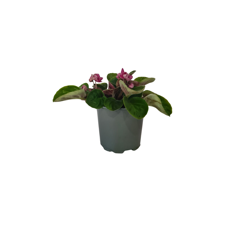 African Violet 120mm