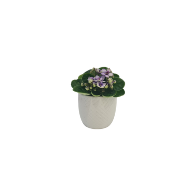 African Violet mini 70mm