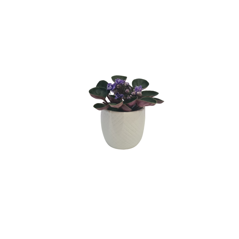 African Violet mini 70mm