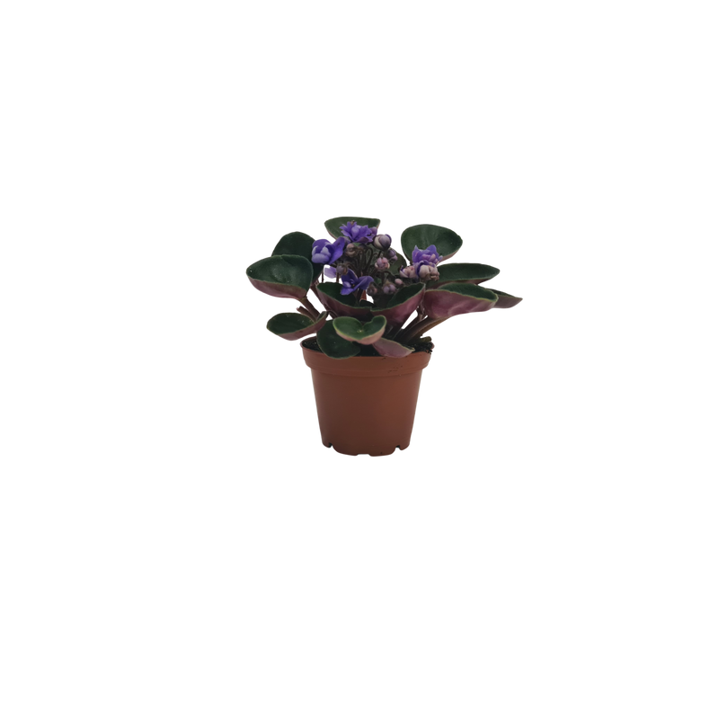 African Violet mini 70mm