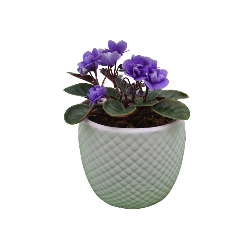 African Violet mini 90mm