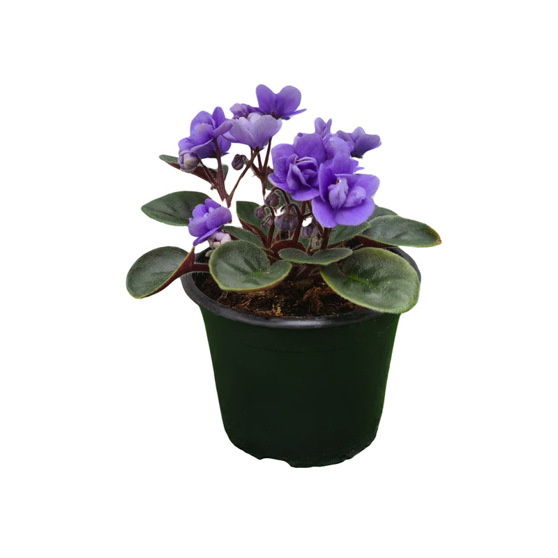 African Violet mini 90mm