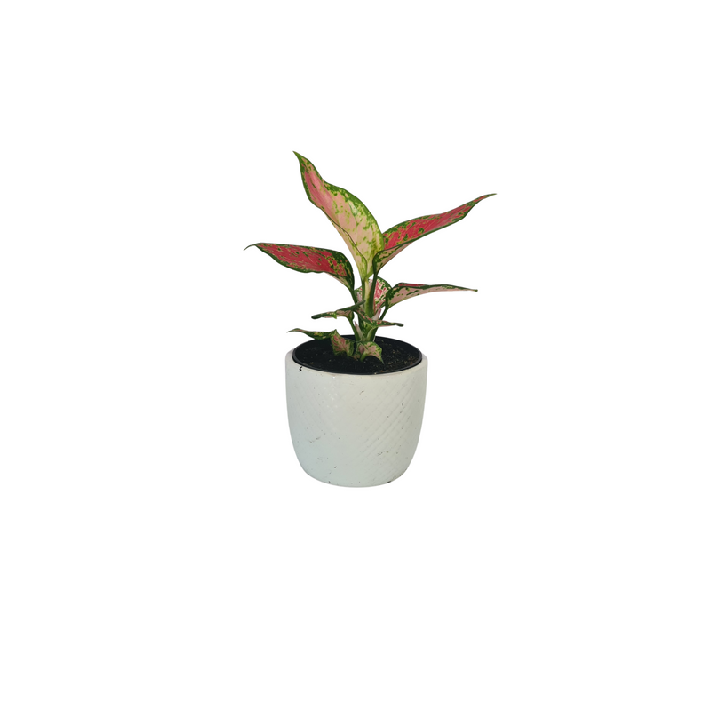 Aglaonema - 90mm