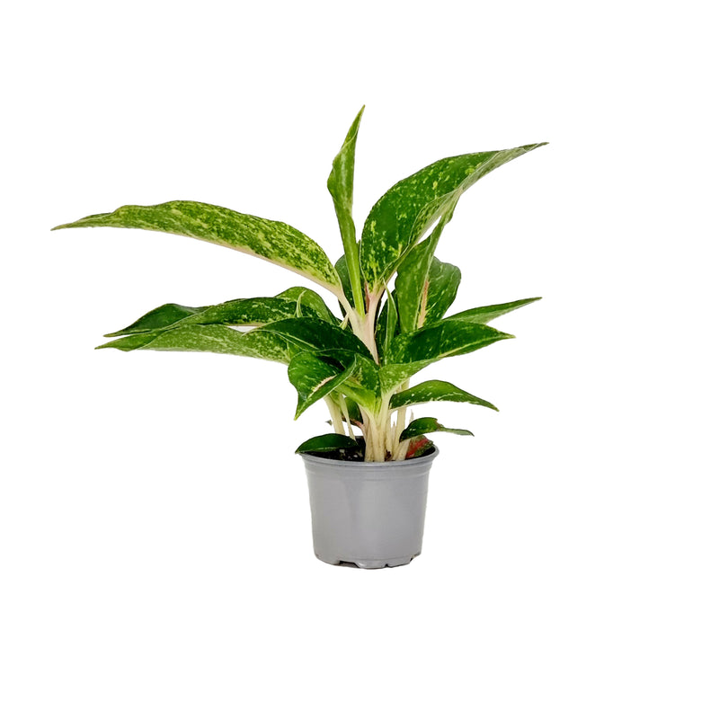 Aglaonema - 90mm