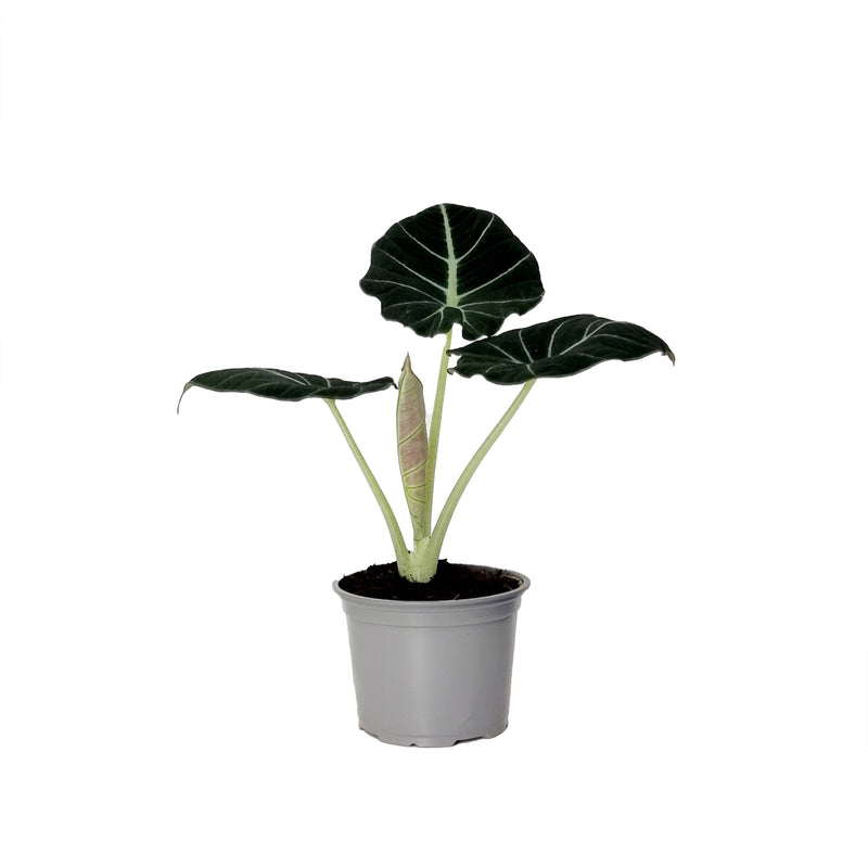 Alocasia Black Velvet - 120mm