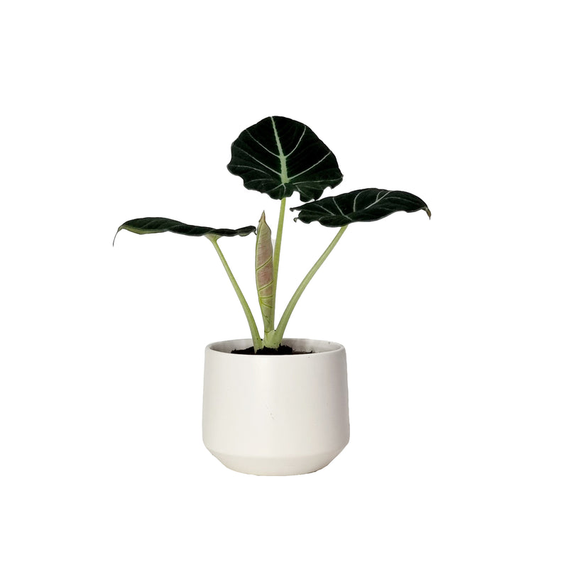 Alocasia Black Velvet - 120mm