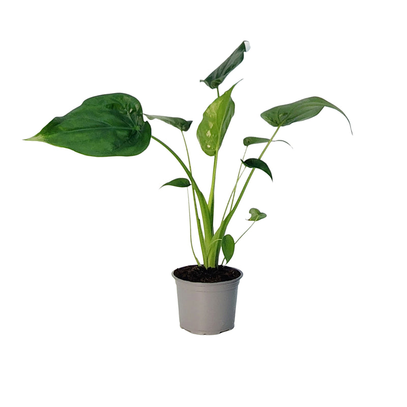 Alocasia Cucullata - 120mm