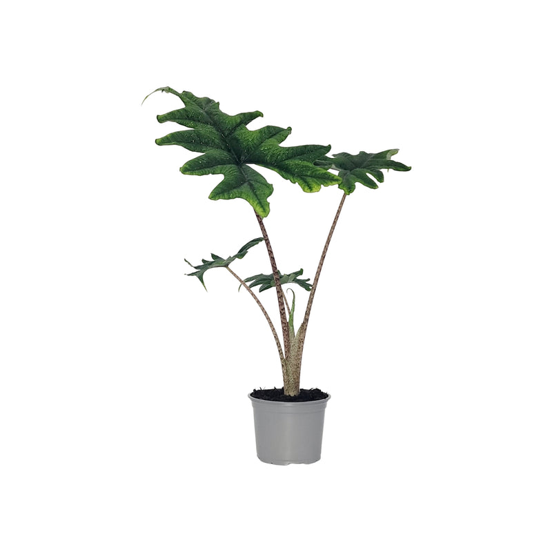 Alocasia jacklyn - 120mm