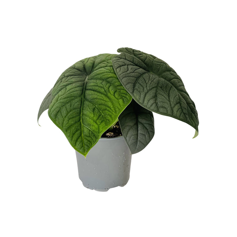 Alocasia Melo - 120mm