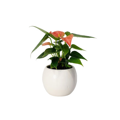 Anthurium - 70mm