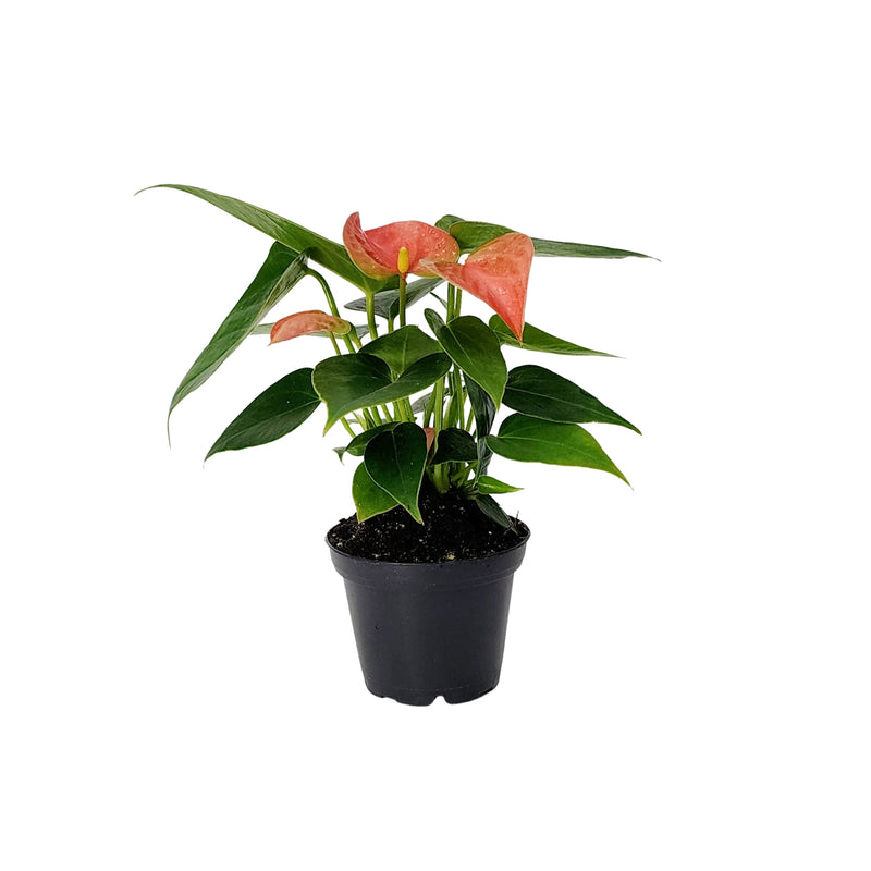 Anthurium - 70mm