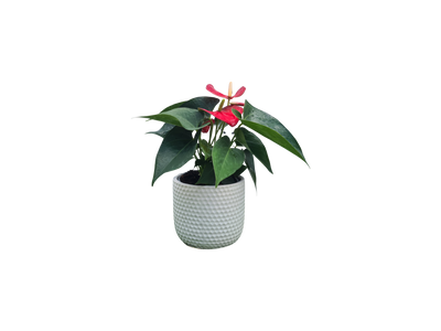 Anthurium - 120mm