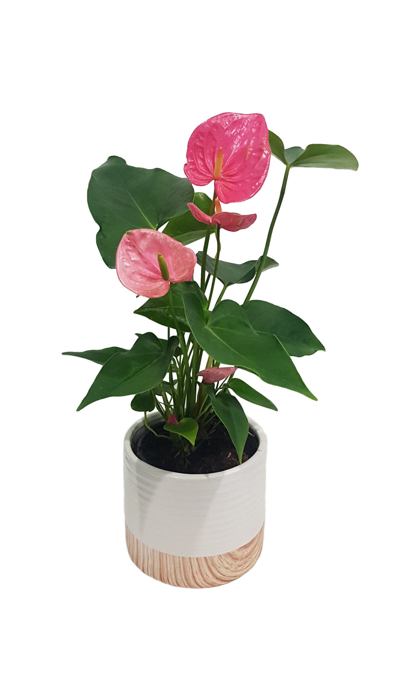 Anthurium - 120mm