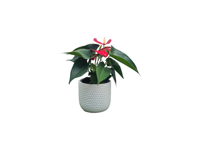 Anthurium - 120mm