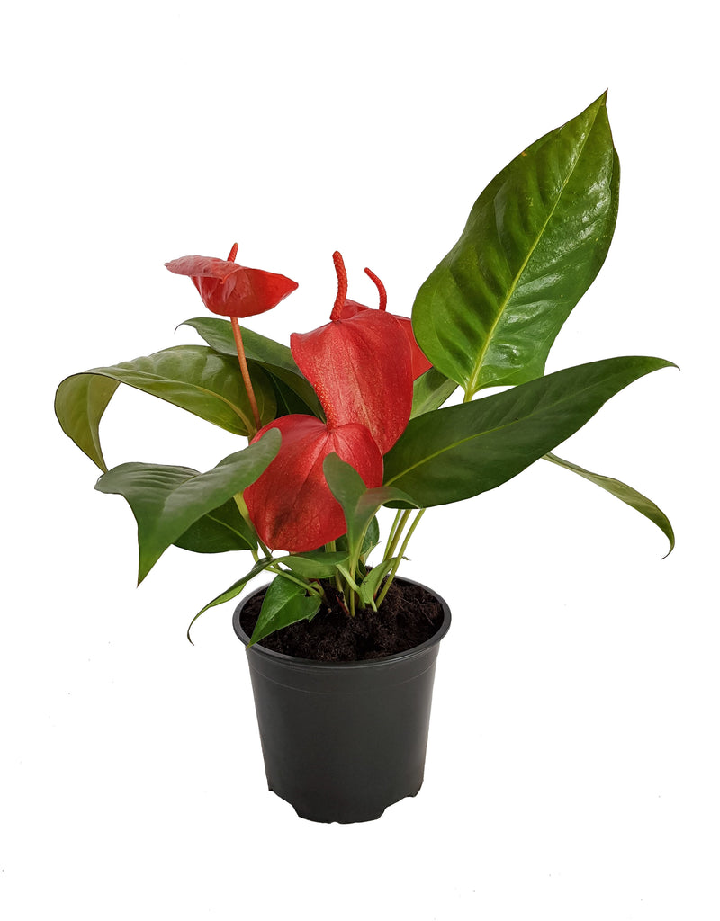 Anthurium scherzerianum - 120mm