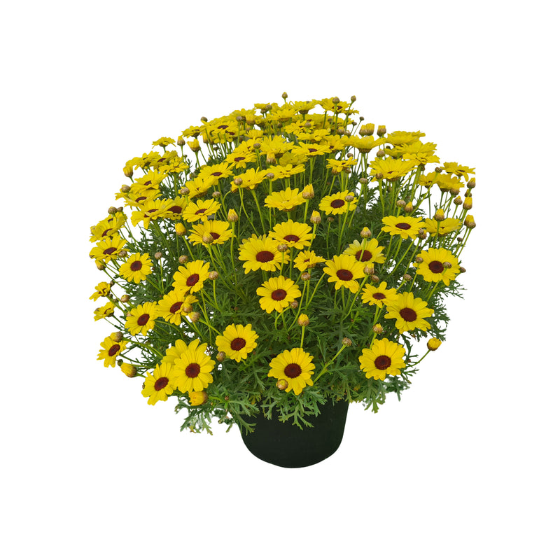 Argyranthemum Grand Daisy XXL 250mm