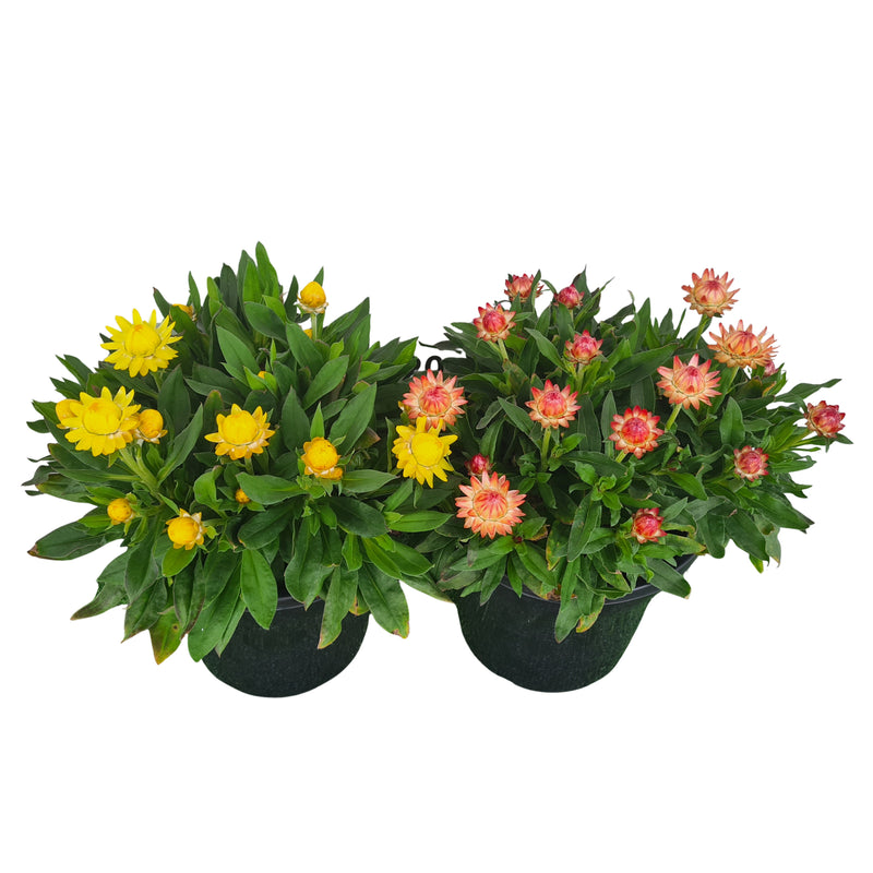 Bracteantha Granvia XXL 250mm