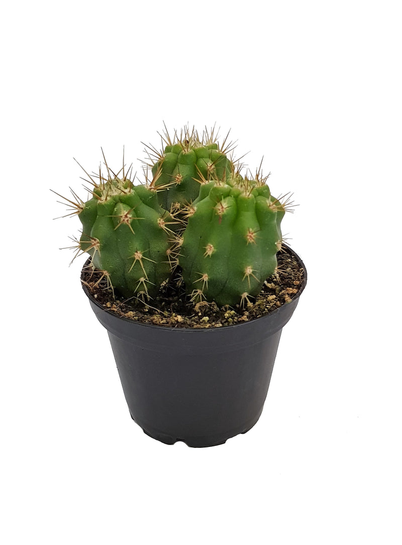 Cacti - 70mm