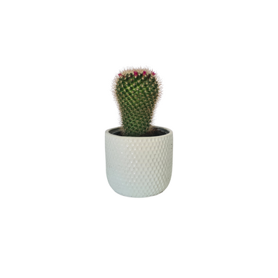 Cacti - 120mm