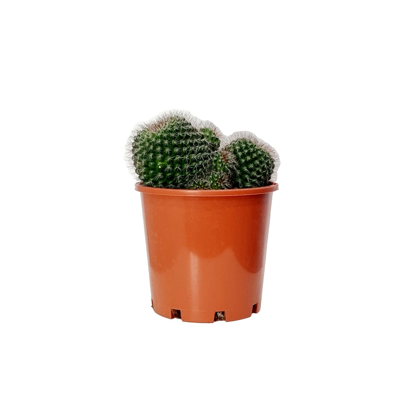 Cacti - 200mm