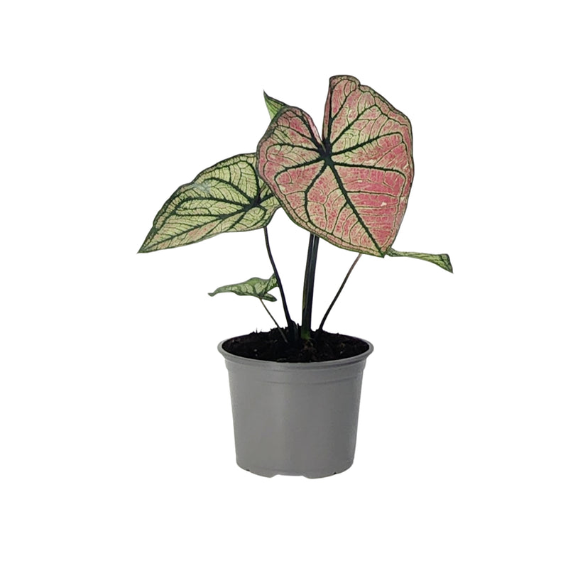 Caladium - 120mm