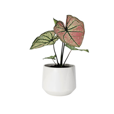 Caladium - 120mm