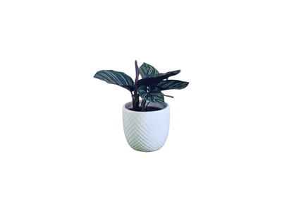 Calathea - 70mm