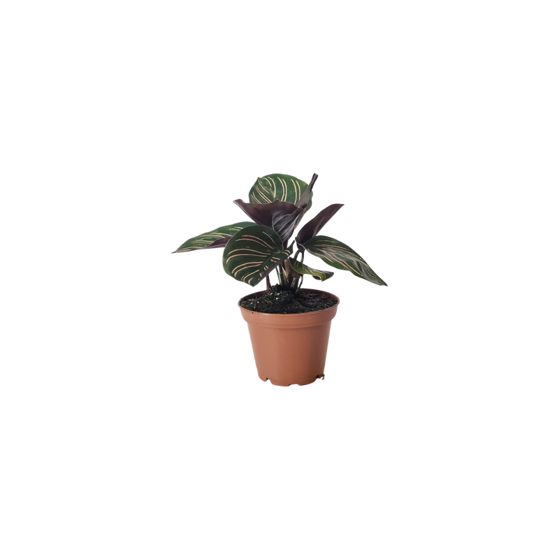 Calathea - 70mm