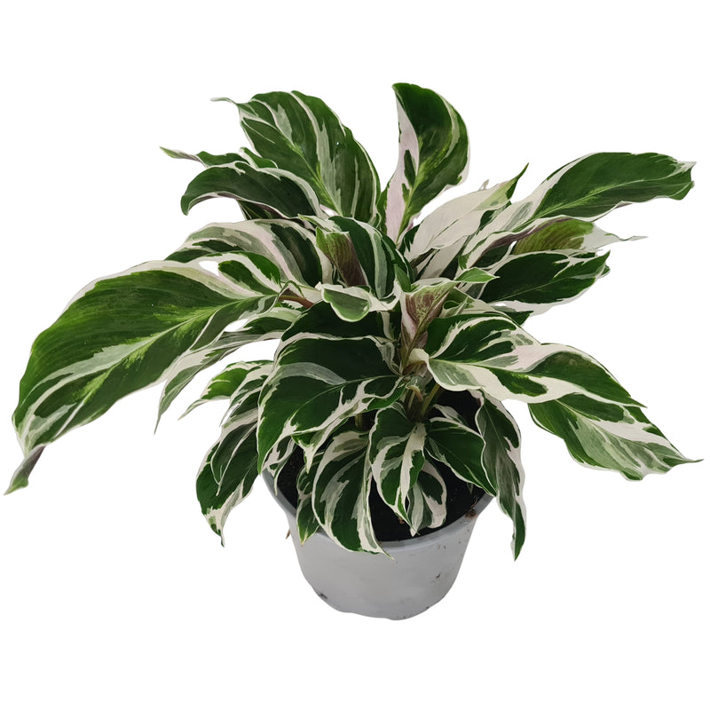 Calathea White Fusion - 120mm