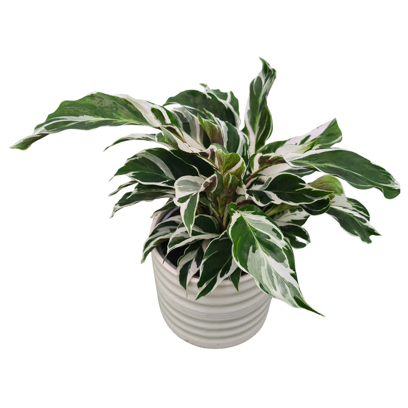 Calathea White Fusion - 120mm