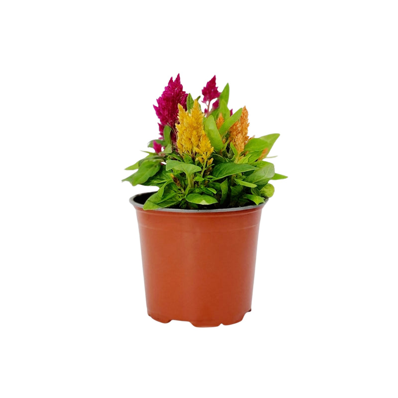 Celosia Plumosa - 120