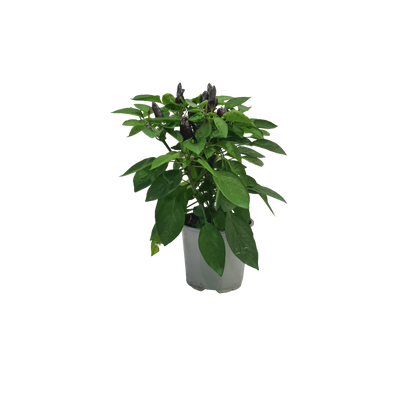 Chilli Ornamental - 120mm