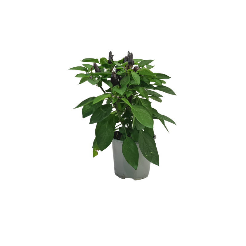 Chilli Ornamental - 120mm