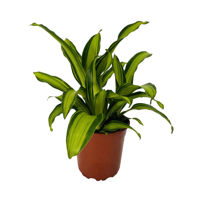 Dracaena Massangeana - 190mm