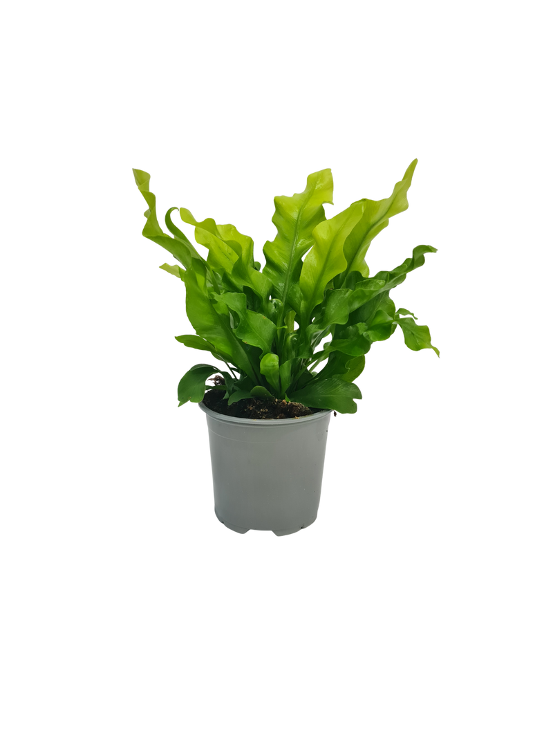 Fern Asplenium - 120mm