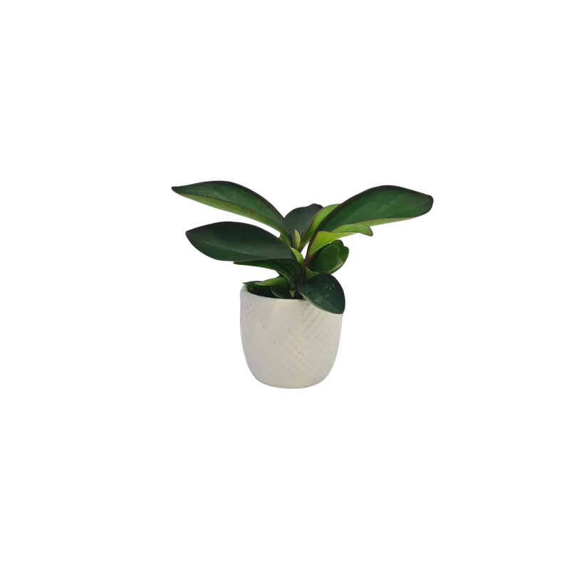 Peperomia - 70mm