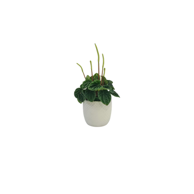 Peperomia - 70mm