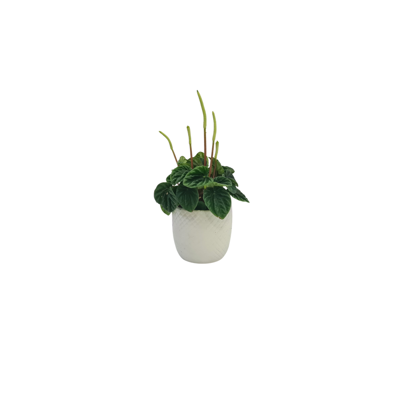 Peperomia - 70mm