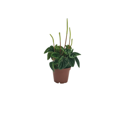 Peperomia - 70mm