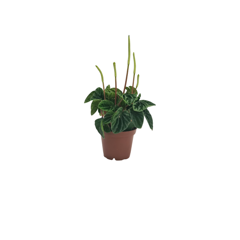 Peperomia - 70mm