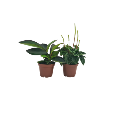 Peperomia - 70mm