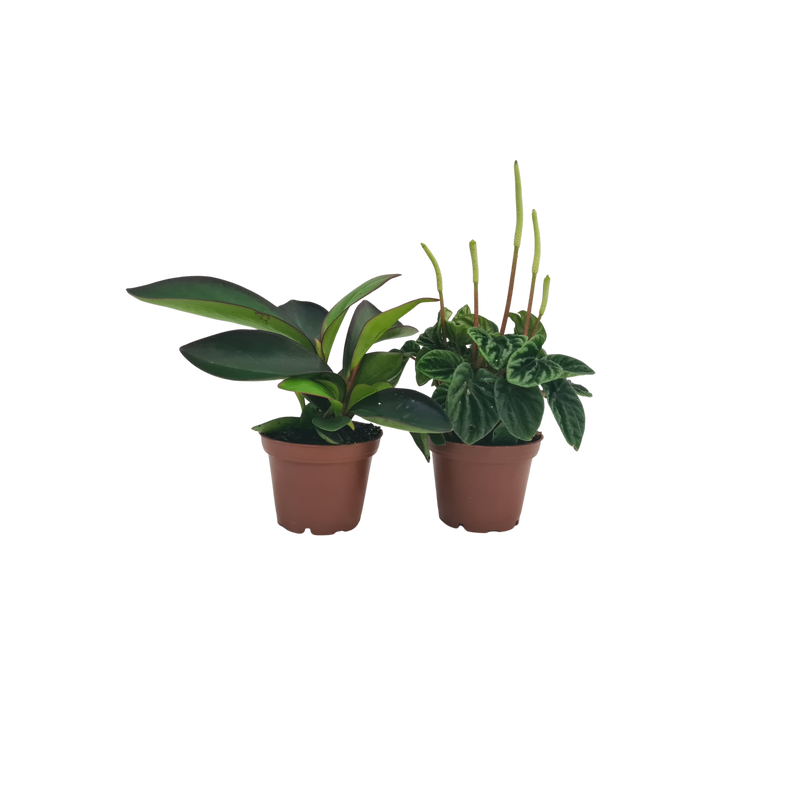 Peperomia - 70mm