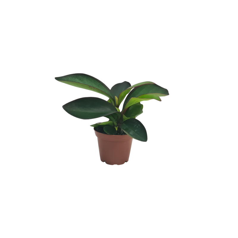 Peperomia - 70mm