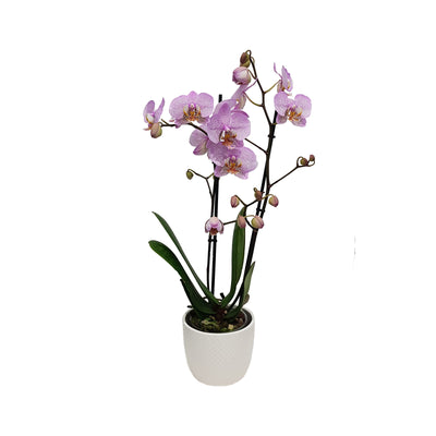 Phalaenopsis 2 Stem or Bracted - 120mm