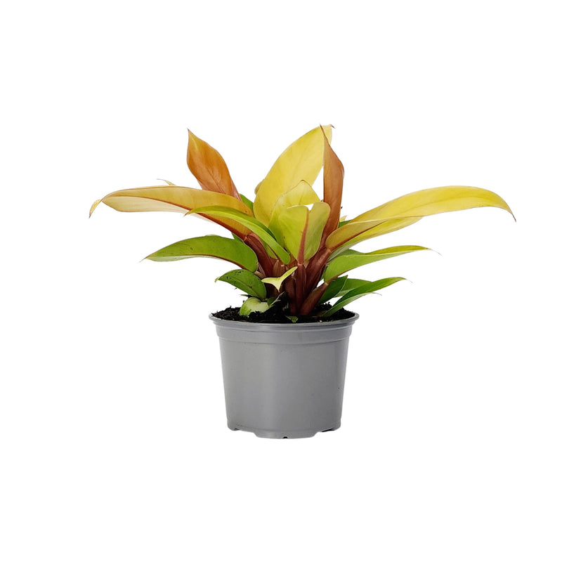 Philodendron Imperial Gold - 120mm