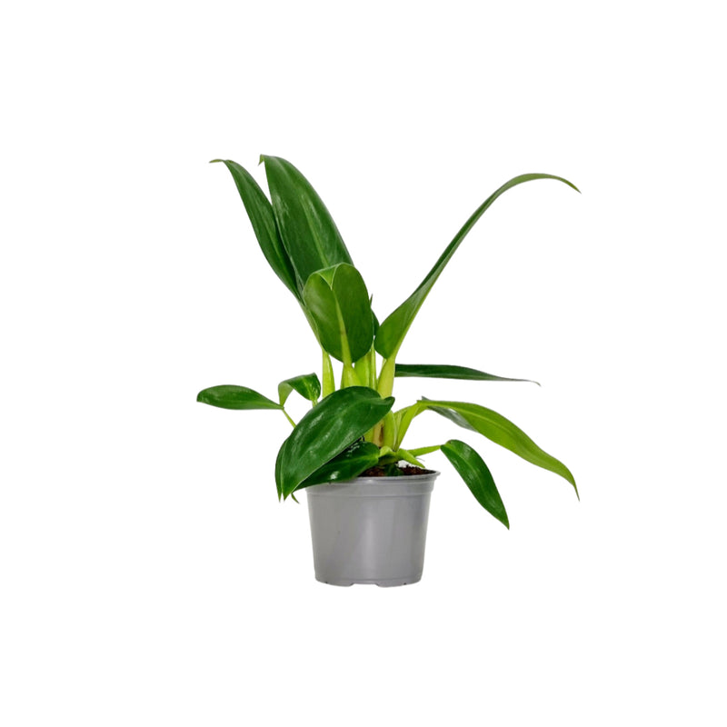 Philodendron martianum &