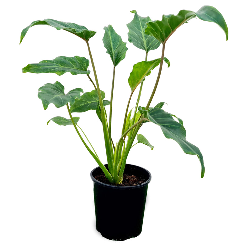 Philodendron Xanadu - 150mm