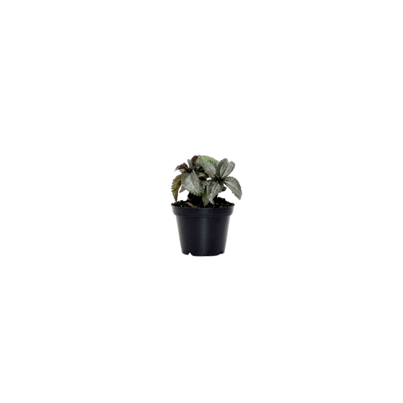 Pilea Varieties - 70mm